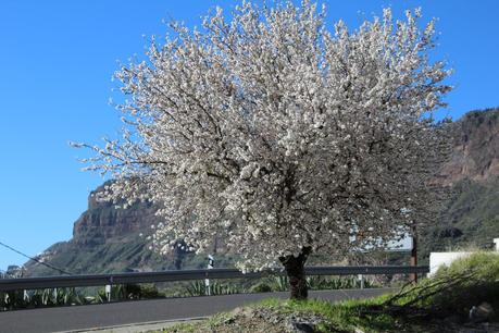 Outfit: Almond Blossom