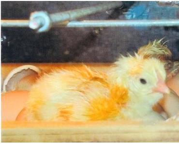 Die Küken sind da...