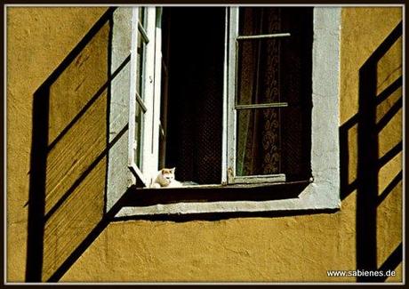 Fenster mit Katze