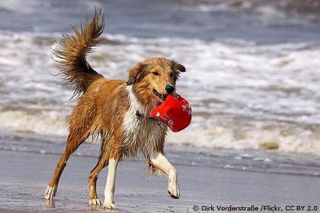Hundespass am Strand Foto: Dirk Vorderstraße/Flickr, CC BY 2.0