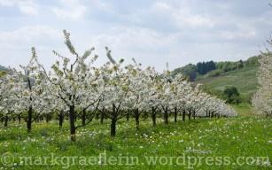 Kirschbaum-Blüte im Markgräflerland: Eine kleine Wanderung