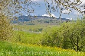 Kirschbaum-Blüte im Markgräflerland: Eine kleine Wanderung