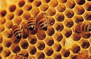 Das Bienensterben