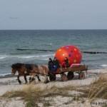 Osterei Transport mit Pferdefuhrwerk am 17.04.2014 auf Hiddensee