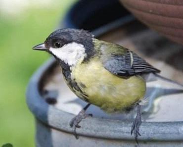 Mutige kleine Vogeldame – junge Kohlmeise im Garten