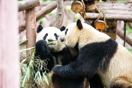Reisen: Chengdu Pandabase