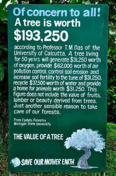 Wie wertvoll ist ein Baum: etwa 193.250 US-Dollar!