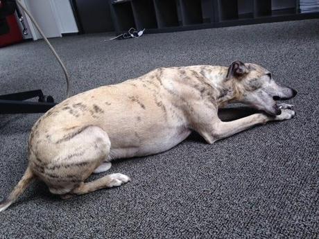 Lieblingskollege Lucky - das Leben eines Bürohundes