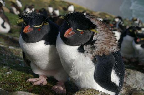 Kuriose Feiertage - 25. April - Welt-Pinguin-Tag - World Penguin Day - Falkland_Islands_Penguins_81 via Wiki Commons