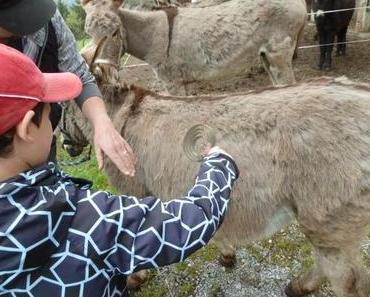 Ferienprogramm: Eine Eselswanderung im Toggenburg