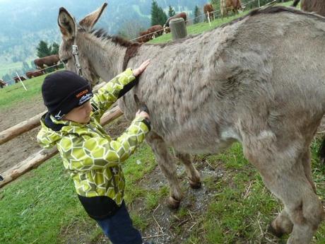Ferienprogramm: Eine Eselswanderung im Toggenburg