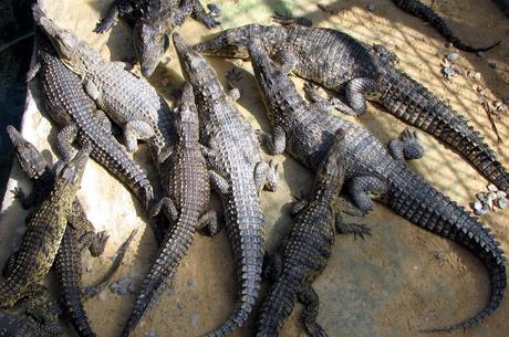 Krokodile im Oasis Park