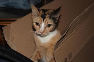 Katze – Beauty – Schlafzimmerverbot