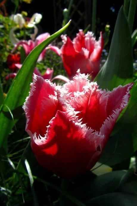Blooming: Tulpen