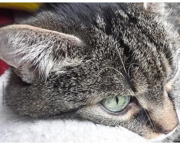 Gekuschelt, gestrahlt, gepflückt & InstaSale