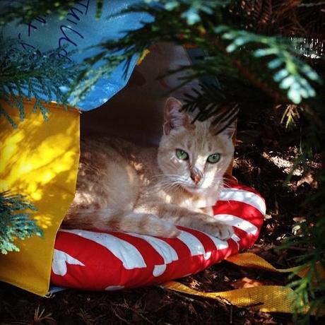 Katze in Tüte unterm Baum Instagram
