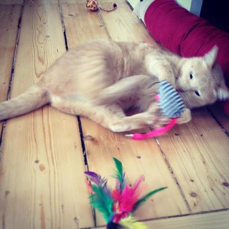 Katze mit Spielzeug Instagram