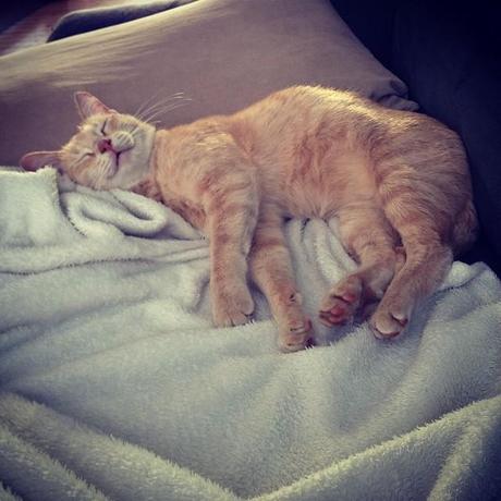 Katze tiefenentspannt Sofa Instagram