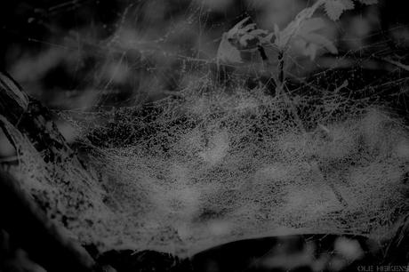Spinnenweben