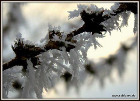 Frost an einem Baum