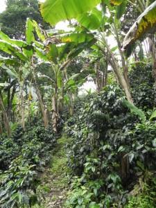 © Martin Schmidt Kaffeeplantage (zu sehen sind Kaffeebüsche und Bananenbäume)