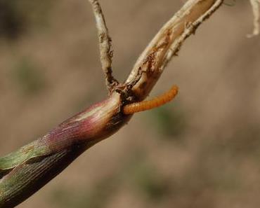 Niederösterreichs Landwirte verzeichnen massive Schäden durch Insekten