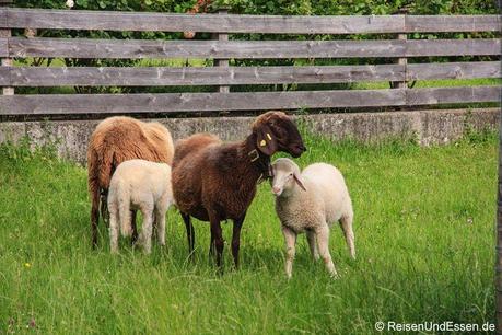 Schafe auf dem Bogner Hof in Absam