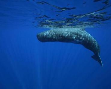 Unsere Erde, unsere Meere – Atemberaubende Doku ab 14. Juli 2014 auf DVD und Blu-ray