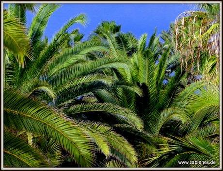 Palmen auf Teneriffa