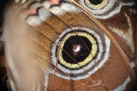 [Fotografie] Schmetterlinge und Wachteln