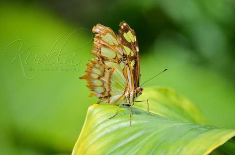 [Fotografie] Schmetterlinge und Wachteln