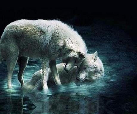 Meine Sehnsucht: Dualseelen.