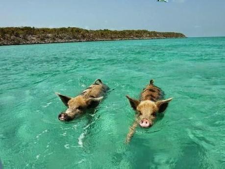 Die schwimmenden Schweine von Big Major Cay Island