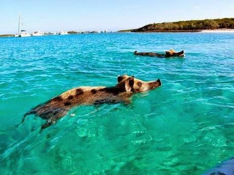 Die schwimmenden Schweine von Big Major Cay Island