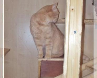 Armani und die “Kobolde” ツ