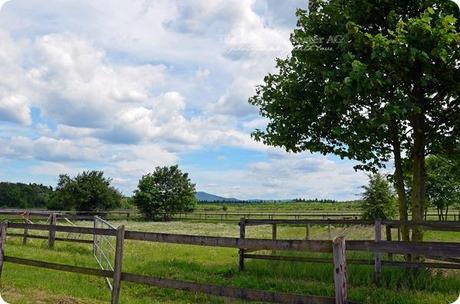 Hunderunde (40) Erdbeerfeld 16052014