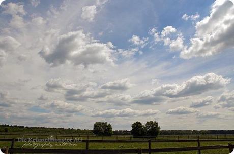 Hunderunde (17) Erdbeerfeld 16052014