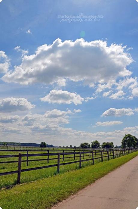 Hunderunde (20) Erdbeerfeld 16052014