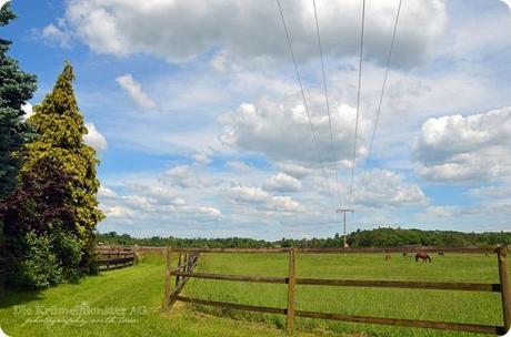 Hunderunde (32) Erdbeerfeld 16052014