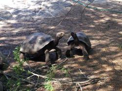 Riesenschildkröten auf den Galapagosinseln