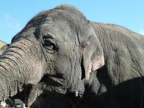 Glücklich durch den Sommer: Happy Elephants von herz&stern