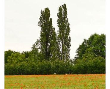 Das Markgräflerland – Die Toskana Deutschlands und wo der Süden beginnt!