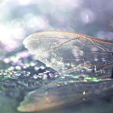 Magische Momente: Dualseelen.