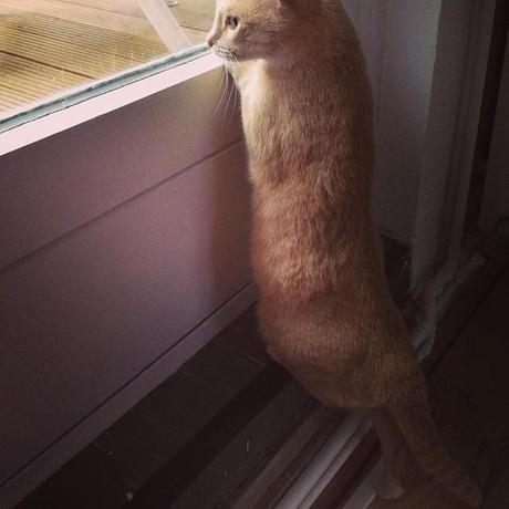 Katze Balkontür Instagram