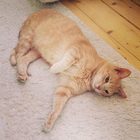 Katze rot Teppich Instagram