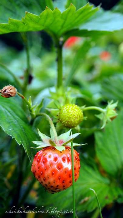 Erdbeeren aus dem Garten