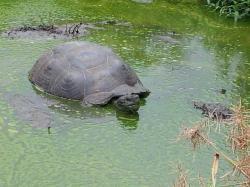 Riesenschildkröten sonnt sich im Wasser
