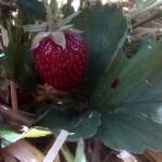 Erdbeeren mit Strohbett