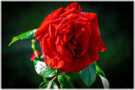 Kuriose-Feiertage-12. Juni - Tag der roten Rose - der amerikanische Red Rose Day - 2014-Sven-Giese-www.kuriose-feiertage.de