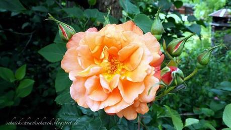 Blooming: Rosen
